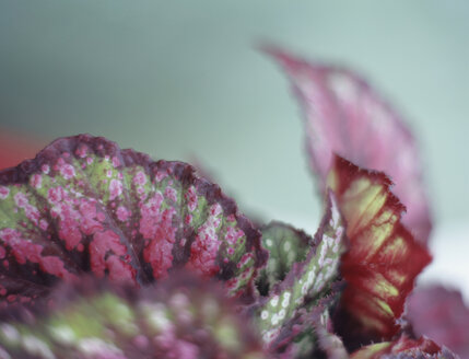 Begonia exotica, close-up - HOEF00234