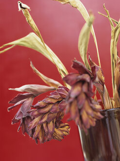 Wilted ginger flowers in vase - HOEF00188