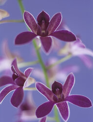 Kamm gemusterte Orchidee, Nahaufnahme - HOEF00185