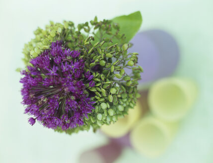 Allium Giganteum, close-up - HOEF00178