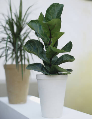 Pot plants stock photo