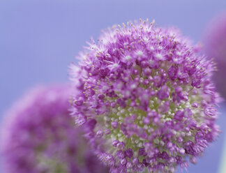 Zwiebelblume (Allium giganteum) - HOEF00170