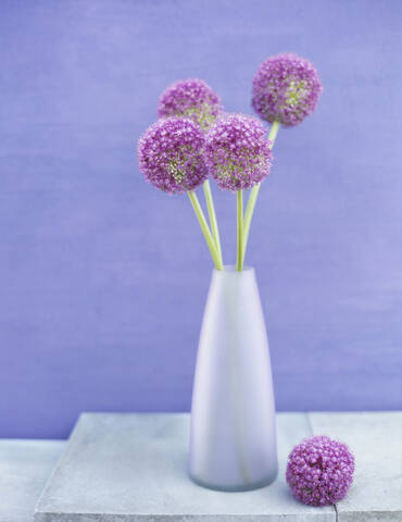 Zwiebelblume (Allium giganteum) in Vase, lizenzfreies Stockfoto