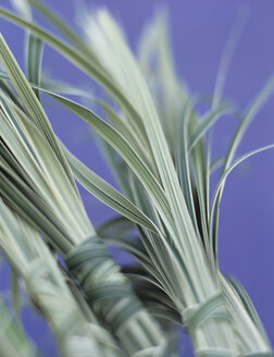 Bunches of sedge grass, close-up - HOEF00162