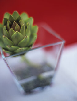 Artichoke in vase - HOEF00160