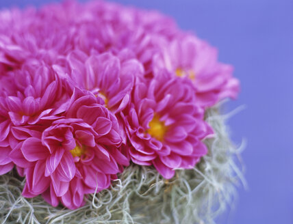 Pink dahlias and curling moss, close-up - HOEF00154