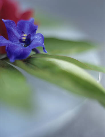 Rittersporn (Delphinium) und Blätter in Schale, Nahaufnahme, lizenzfreies Stockfoto