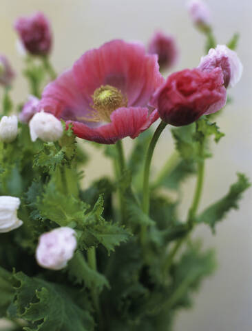 Turkish poppy, close-up stock photo
