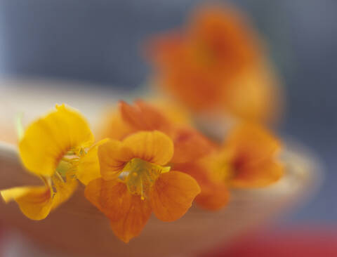 Nasturtium in bowl, close up stock photo