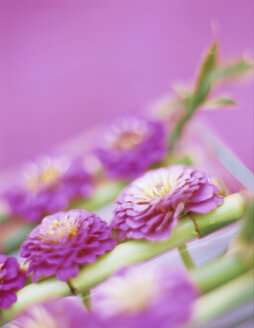 Zinnias, close-up - HOEF00106