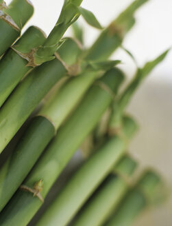 Bamboo, close-up - HOEF00103