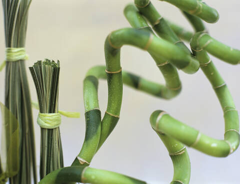 Annulierter Bambus mit Grasbüscheln, lizenzfreies Stockfoto