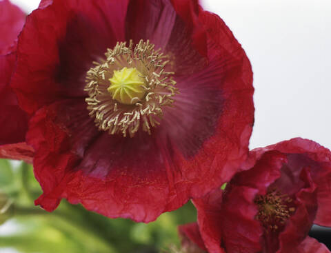 Türkischer Mohn, lizenzfreies Stockfoto