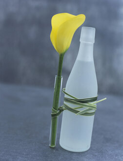 Yellow Calla in bottle - HOEF00094