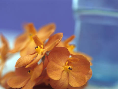 Orangefarbene Orchidee, Nahaufnahme, lizenzfreies Stockfoto