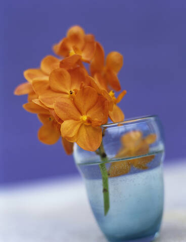 Orangefarbene Orchideen, lizenzfreies Stockfoto