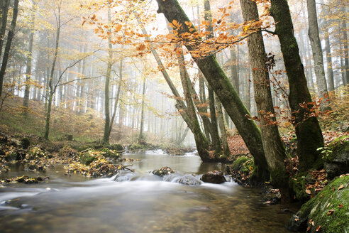 Österreich, Mondsee, Helenental, Salzkammergut, Wald und Bach im Herbst - WWF00053