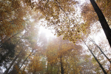 Österreich, Wald im Herbst, flacher Blickwinkel - WWF00052