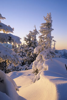 Germany, Bavaria, Spitzing, snow covered trees in twilight - FFF00688