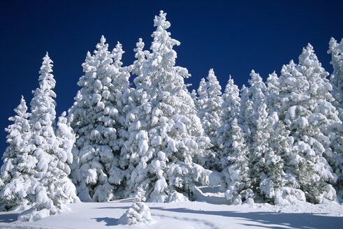 Germany, Bavaria, Spitzing, snowy trees - FFF00682