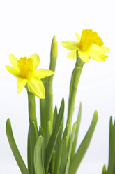 Daffodils - THF00273