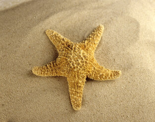 Starfish on beach, close-up - THF00266