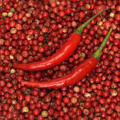 Red chillies on red pepper, close-up - WESTF00843