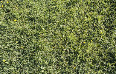 Grass, close-up - WESTF01174