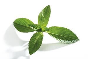 Minze, mentha spicata - 03624CS-U