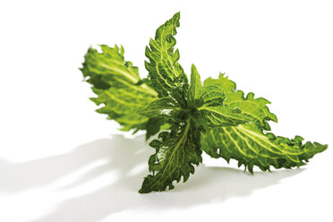 Minze, Mentha spicata, Mentha piperita Pfefferminze - 03631CS-U