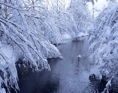 Germany, Schongeising, Bavaria, swan on river in winter - MOF00126