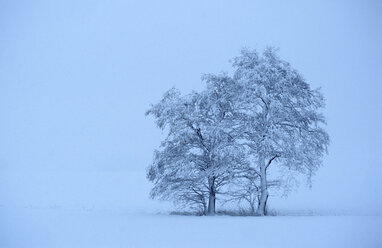 Kahler Baum mit Schnee bedeckt - MOF00125