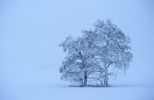 Bare tree covered with snow - MOF00125