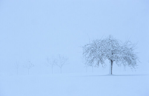 Bare tree covered with snow - MOF00123