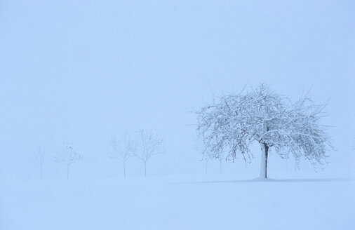 Kahler Baum mit Schnee bedeckt - MOF00123