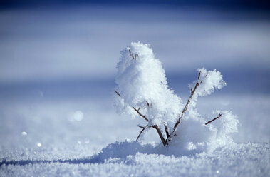 Twig with snow, close-up - MOF00117