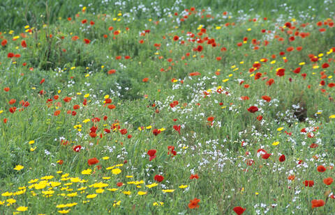 Italien, Apulien, Mohnblumen auf der Wiese, lizenzfreies Stockfoto