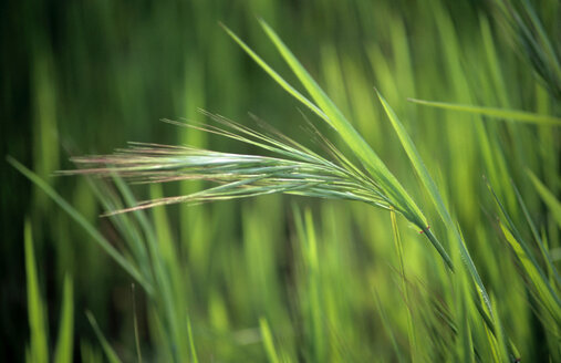 Grass,Apulia, Italy - MOF00111