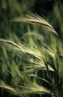 Barley, Hordeum vulgare, close-up - MOF00107
