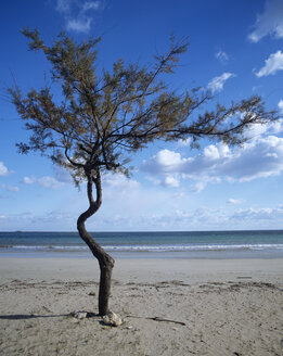 Italy, Apulia, Tree at beach - MOF00085