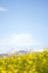 Blühende Sommerwiese, Alpen im Hintergrund - HHF00428