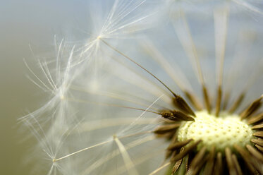 Löwenzahn, Pusteblume, Nahaufnahme - HHF00418