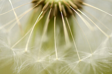 Löwenzahn, Pusteblume, Nahaufnahme - HHF00417