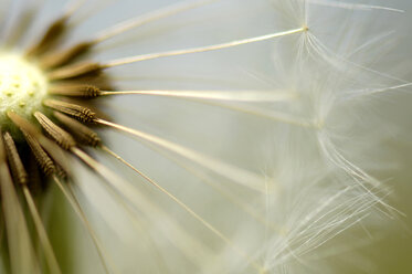 Dandelion, blow ball, close-up - HHF00416