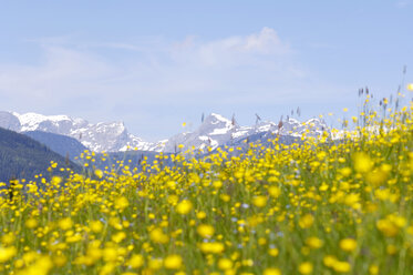 Blühende Sommerwiese, Alpen im Hintergrund - HHF00413