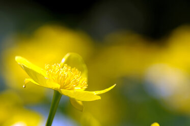 Hahnenfußblüte, Nahaufnahme - HHF00411