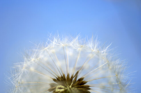 Löwenzahn, Pusteblume, Nahaufnahme - HHF00404