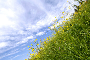 Buttercup at summer meadow, close-up - HHF00398