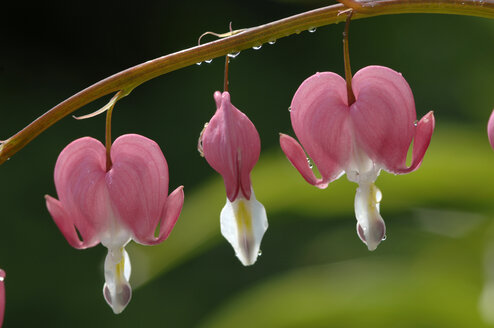 Bleeding heart, close-up - CRF00934