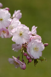 Kirschblüten, Nahaufnahme - CRF00929